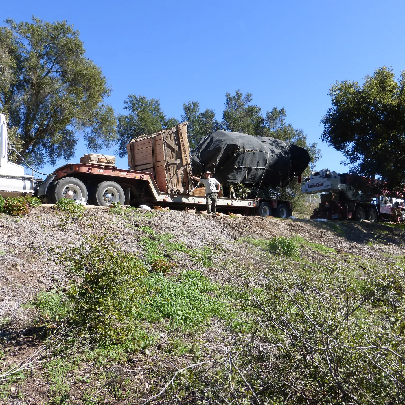 Installation of Island Oaks, flanking the entrance to the new Island Section at the Pritzlaff Conservation Center