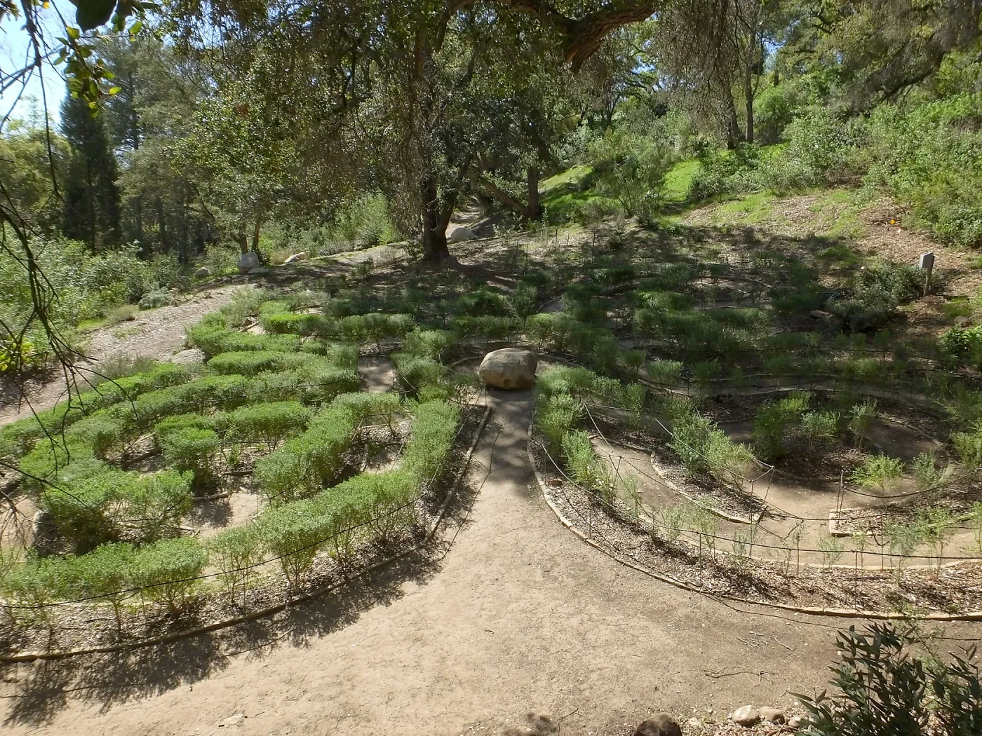 Centennial Maze