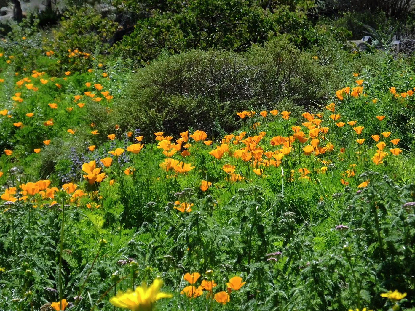 Poppies in Groundcover Section