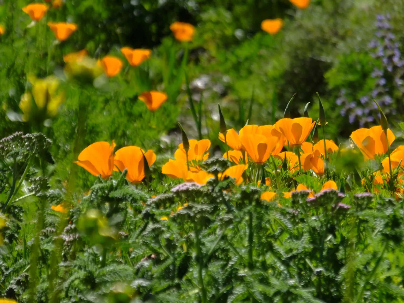 Poppies in Groundcover Section