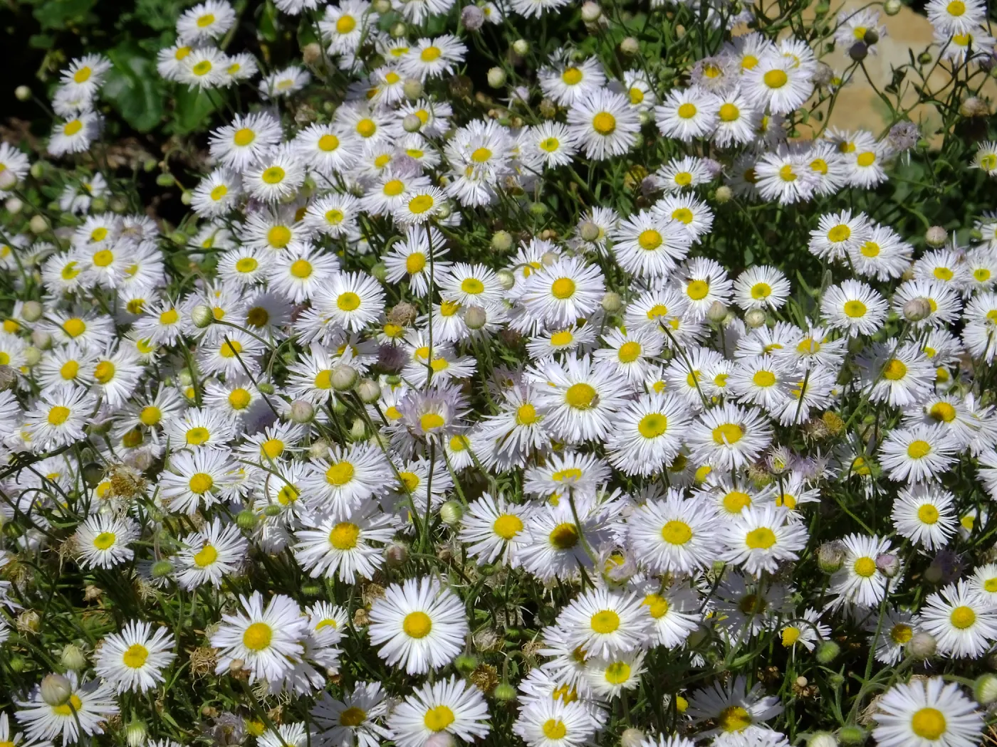 Erigeron divergens in the Groundcover Section