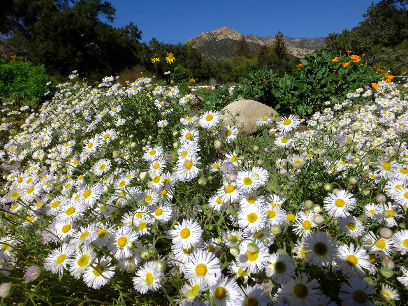 Erigeron divergens in the Groundcover Section