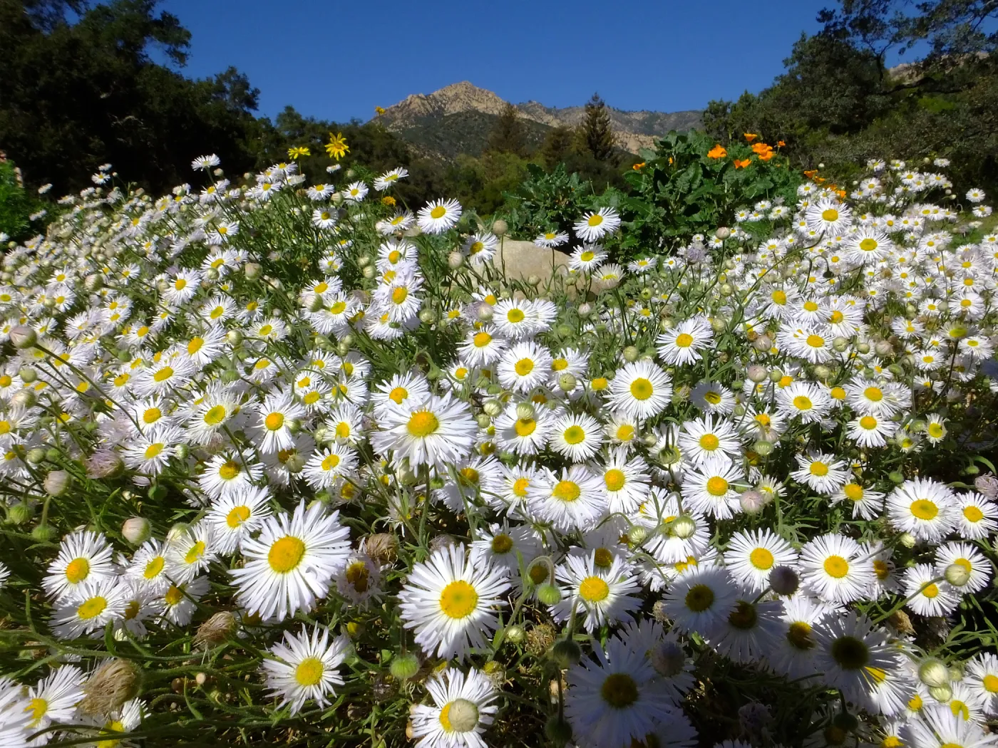 Erigeron divergens in the Groundcover Section