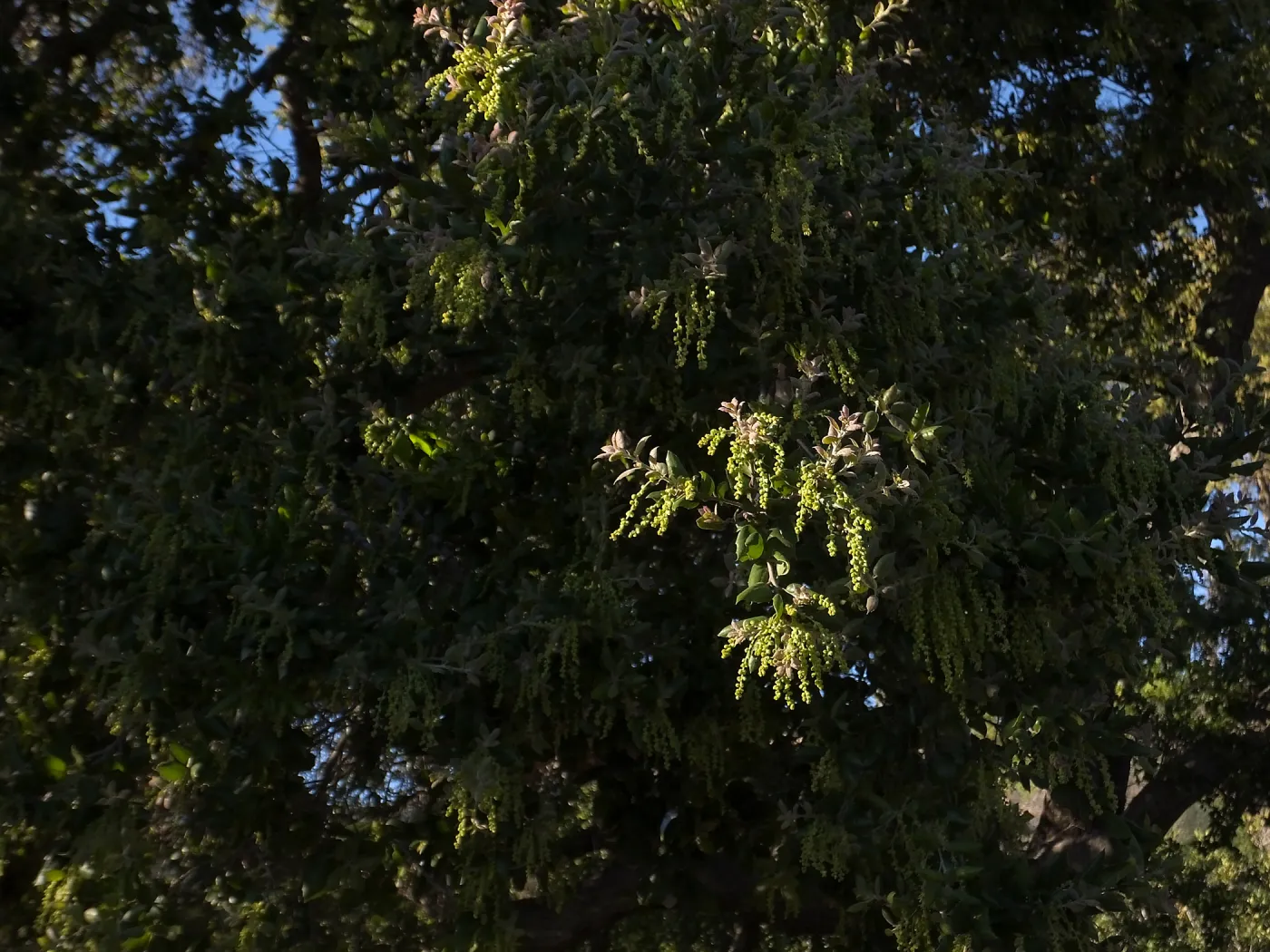 Oak flowers (Coastal Live Oak) on the Porter Trail