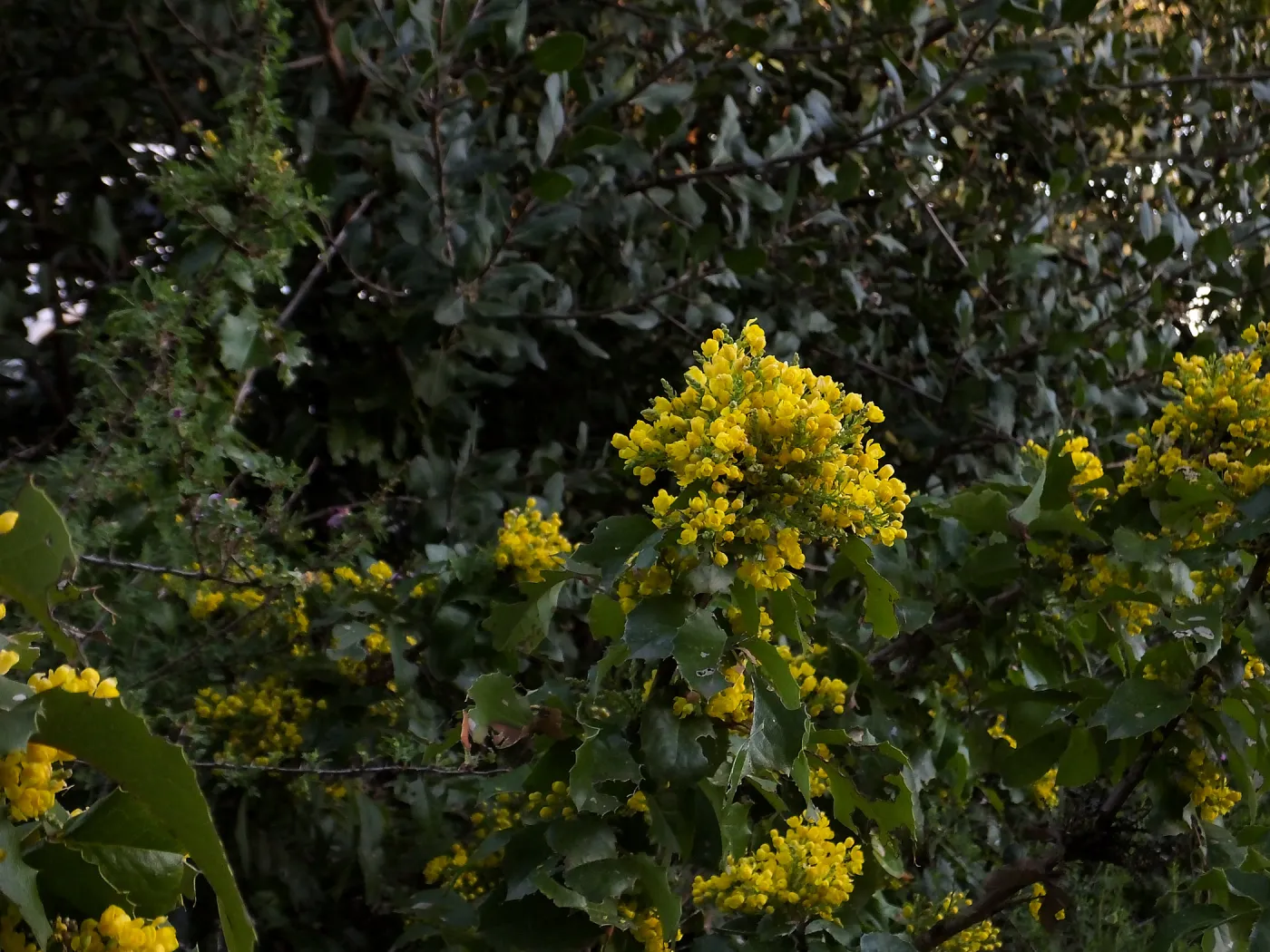 Island Barberry at the Clara Small Smith Steps