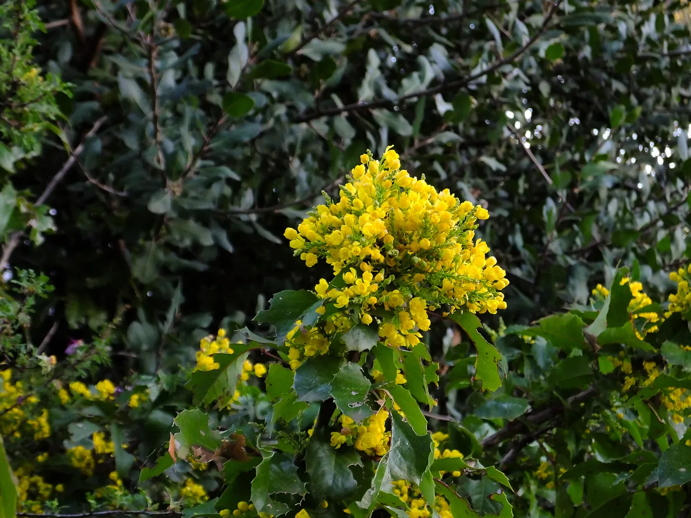 Island Barberry at the Clara Small Smith Steps
