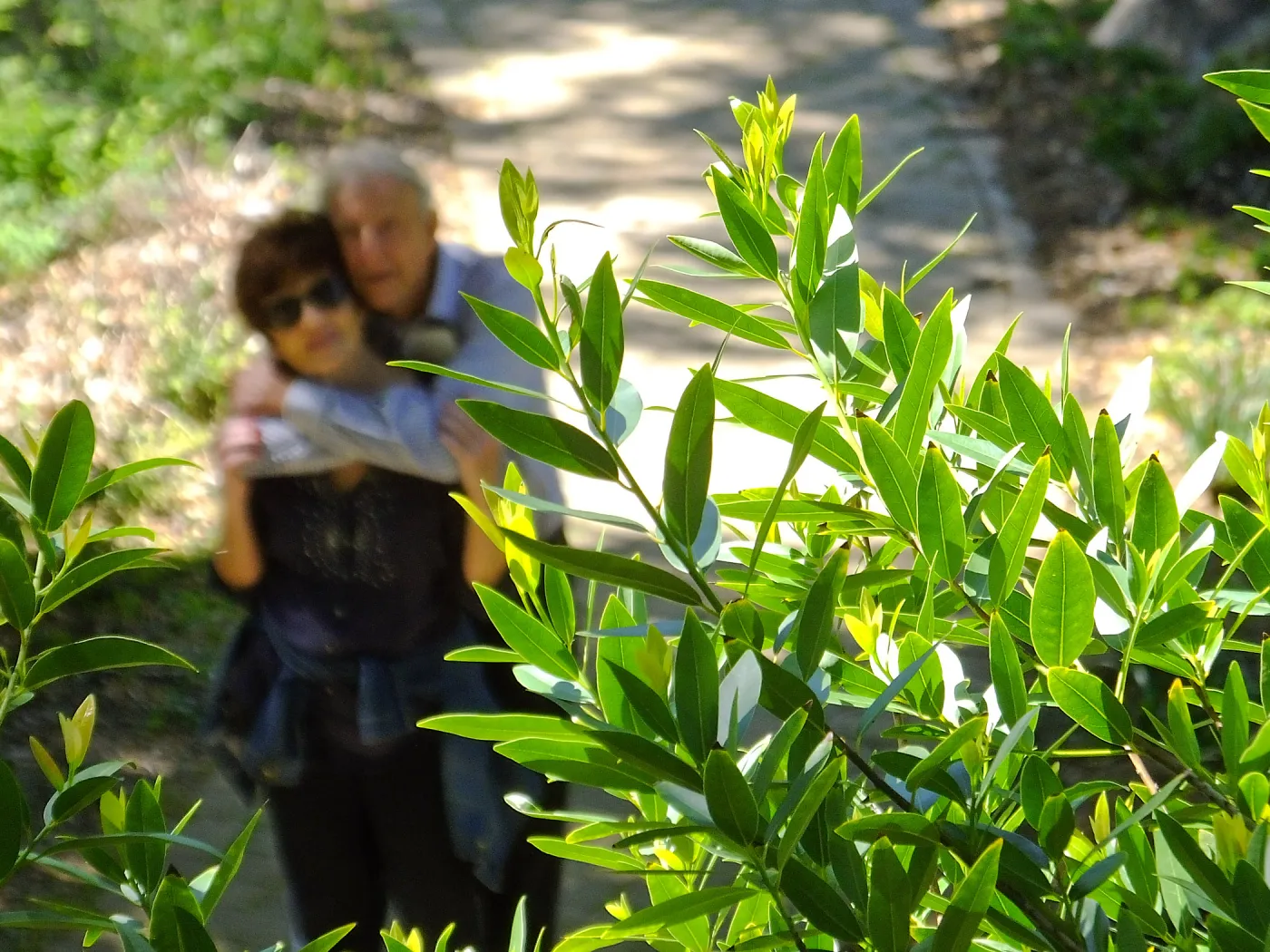 Visitors in Wooded Dell