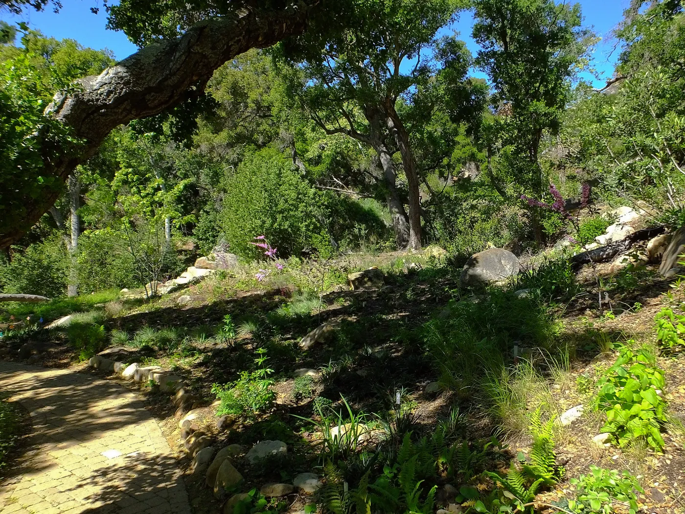Wooded Dell