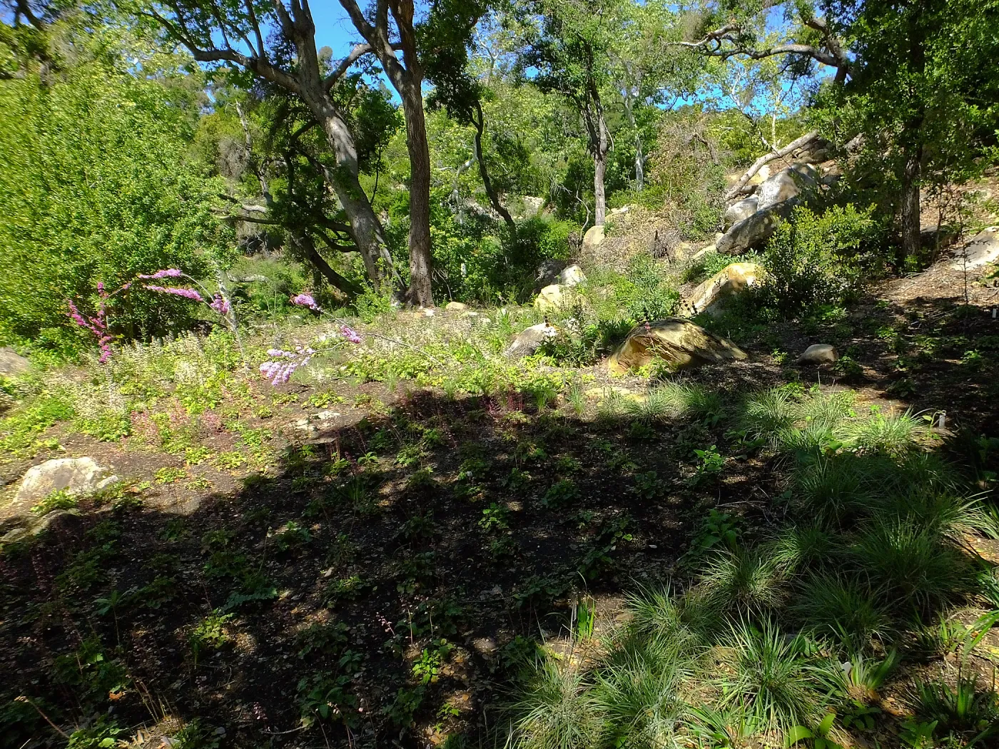 Wooded Dell