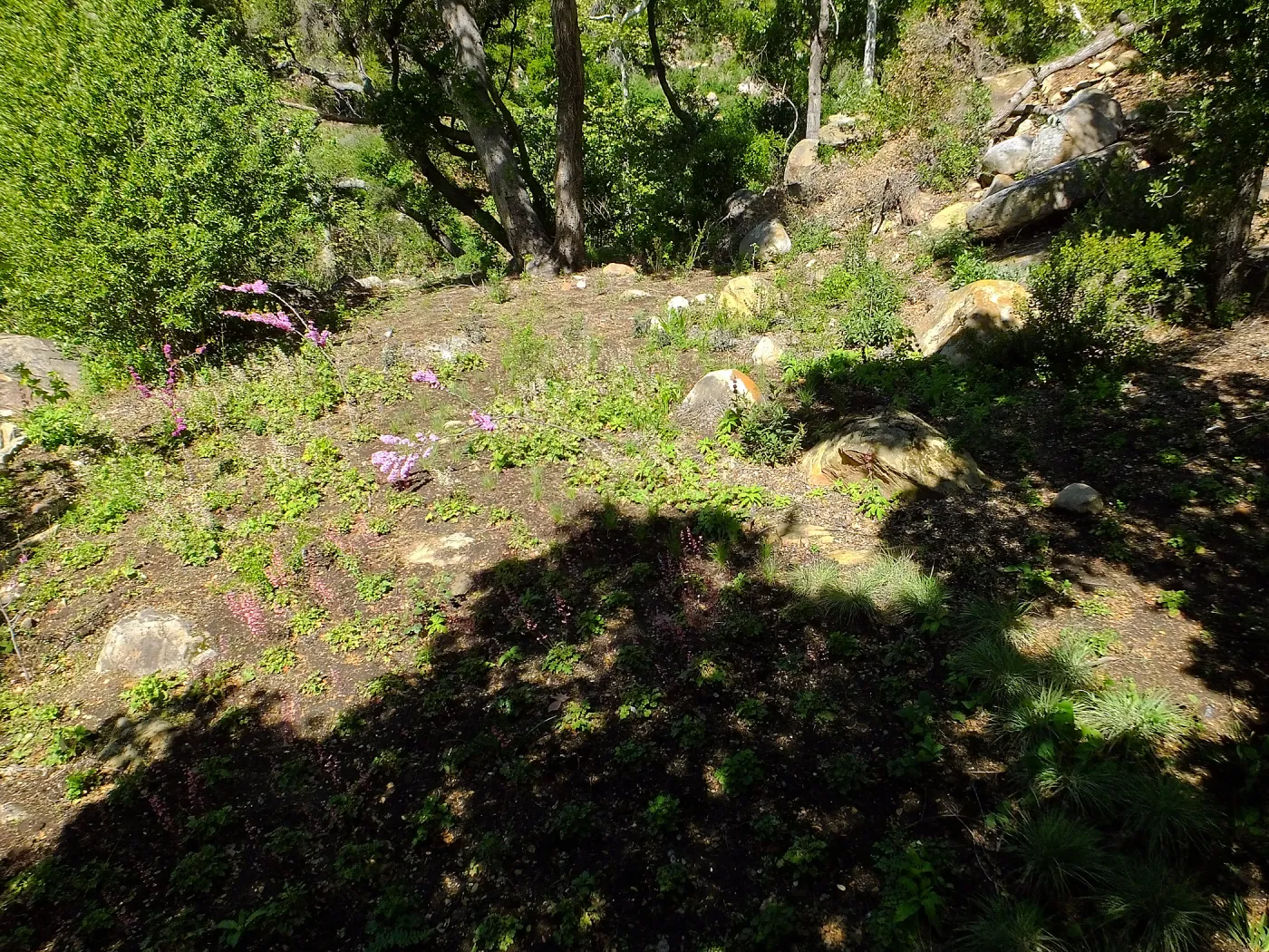Wooded Dell