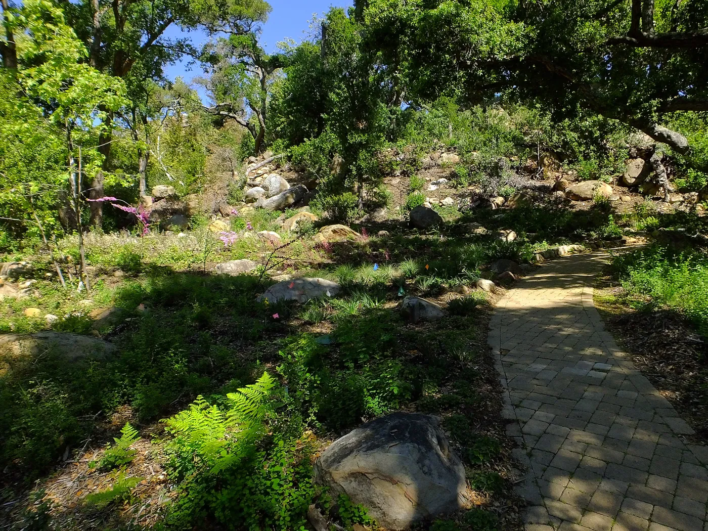 Wooded Dell