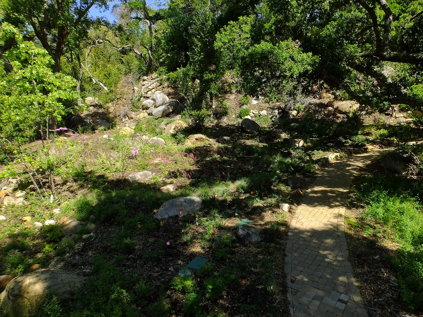 Wooded Dell