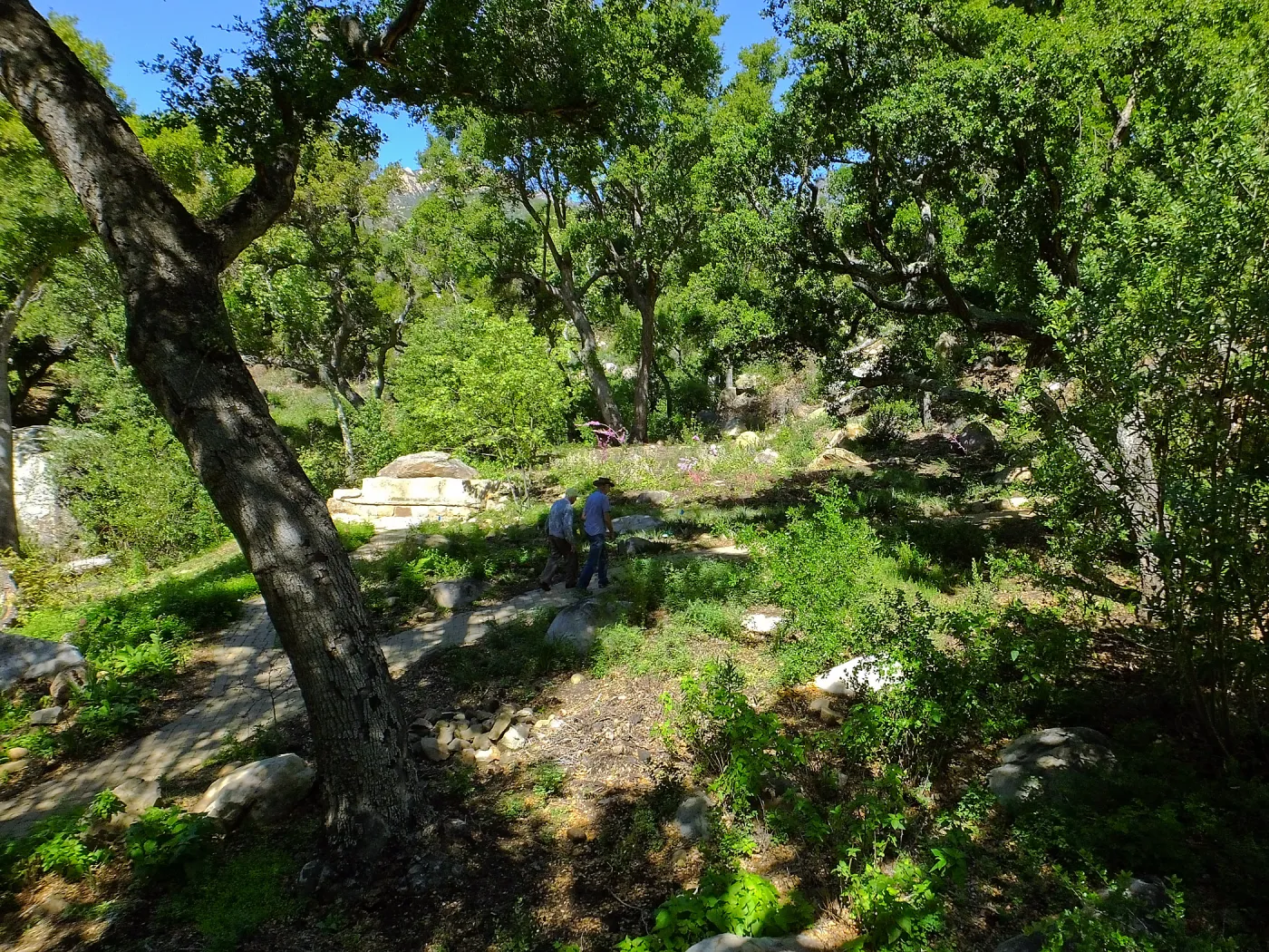 Wooded Dell