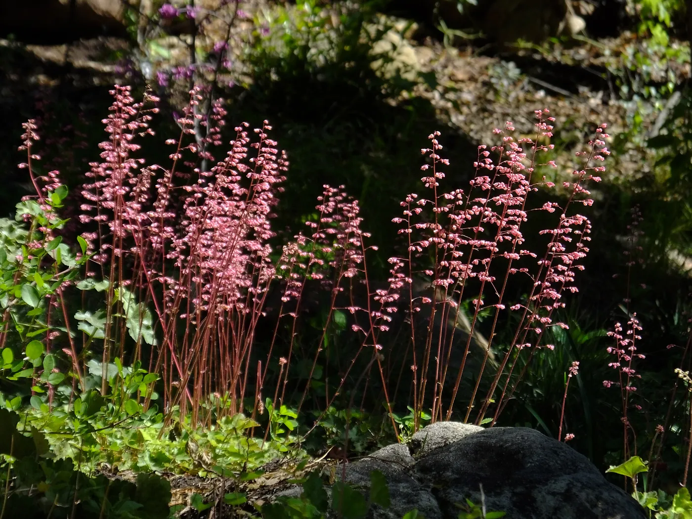 Wooded Dell, Heuchera