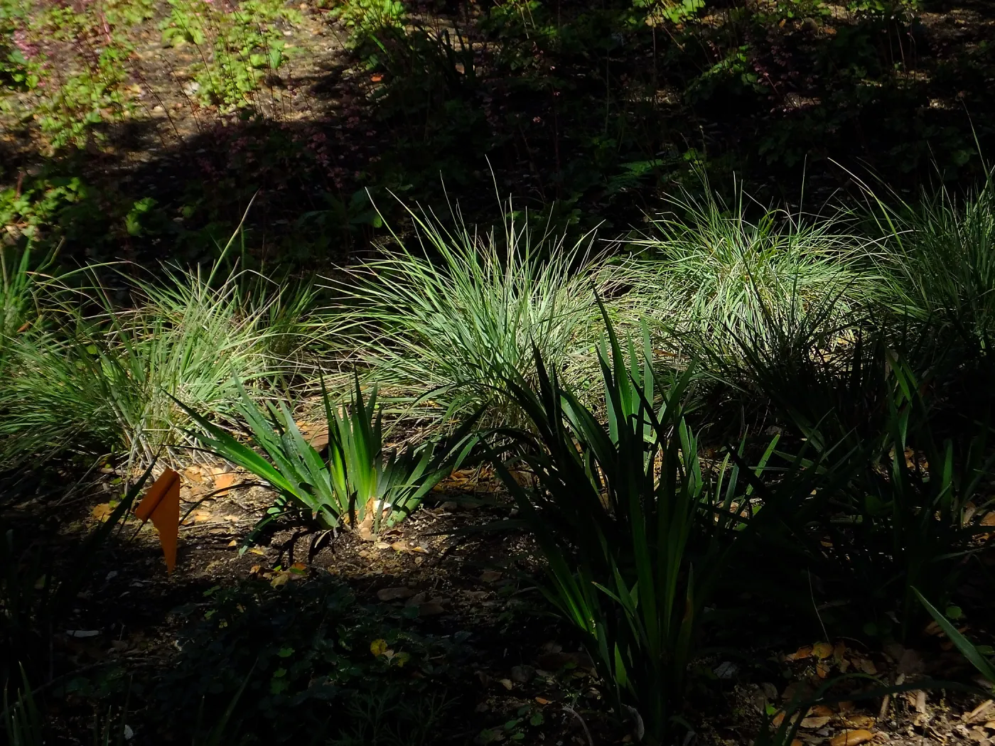 Wooded Dell, Calamagrostis foliosa and Iris PCH