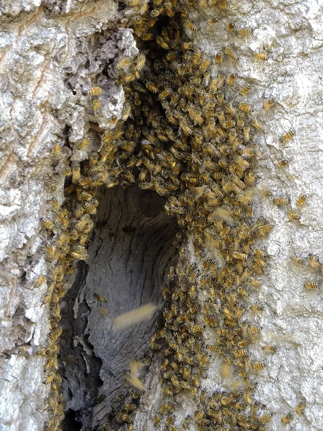 Bee colony returning to oak trunk in Manzanita Section