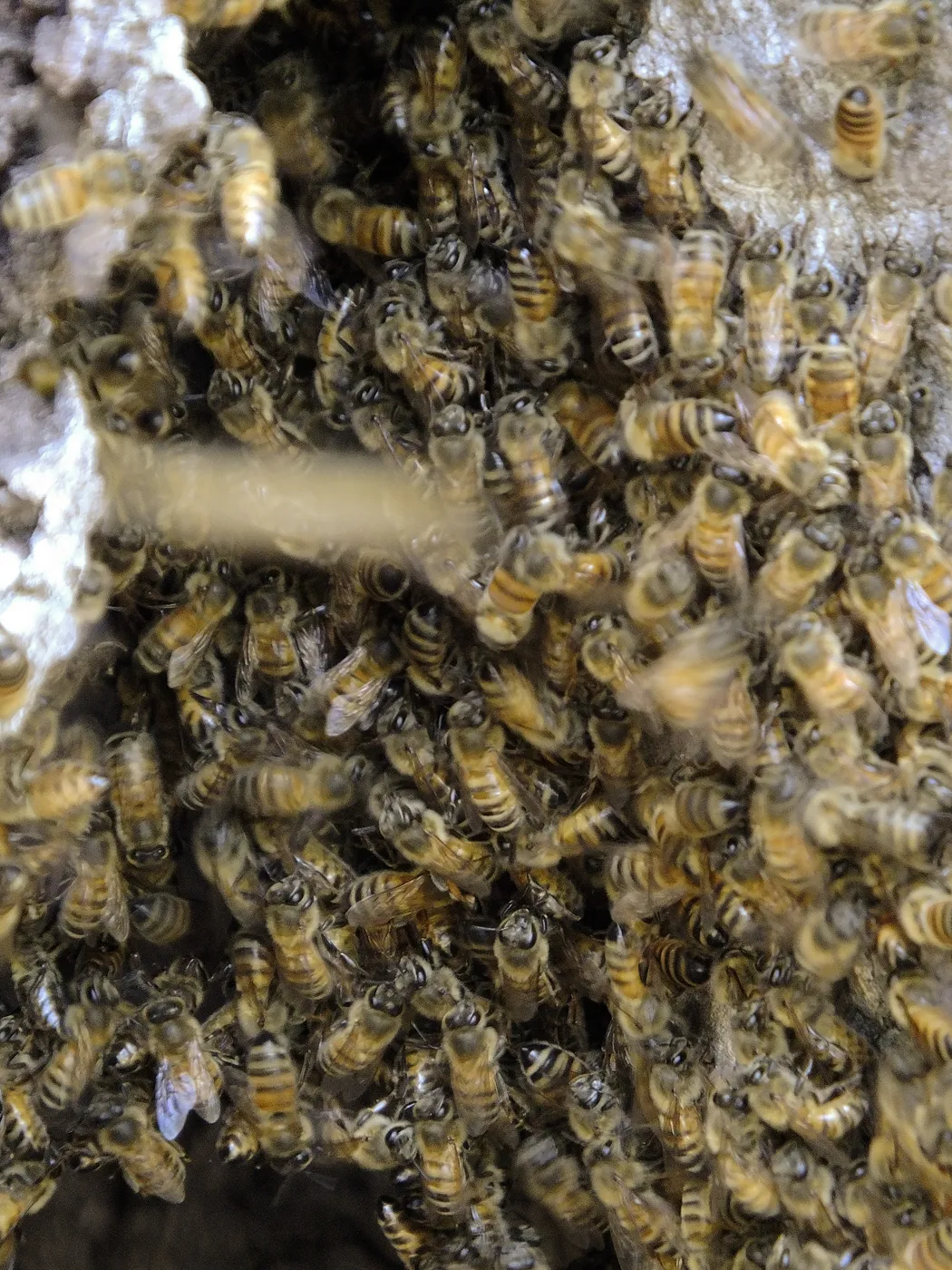 Bee colony returning to oak trunk in Manzanita Section