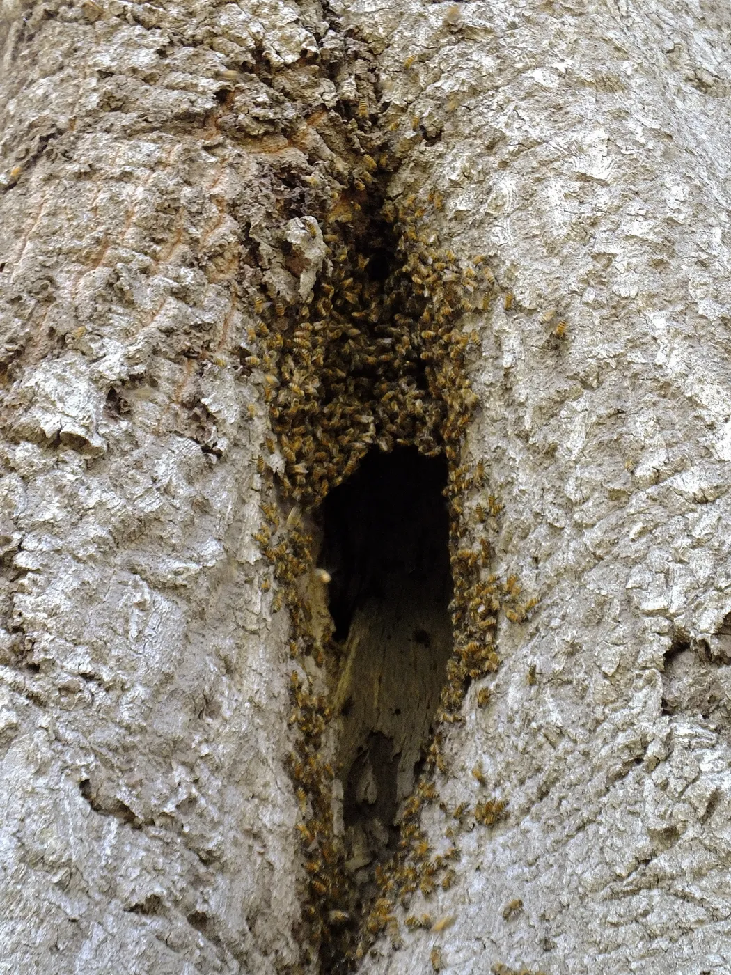 Bee colony returning to oak trunk in Manzanita Section