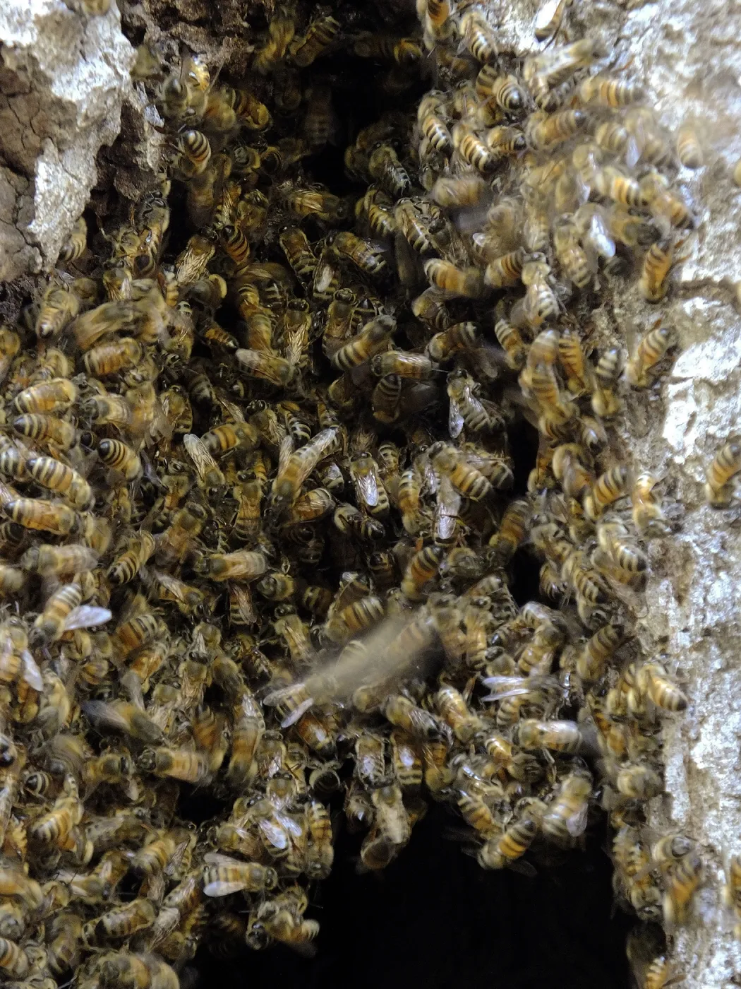Bee colony returning to oak trunk in Manzanita Section