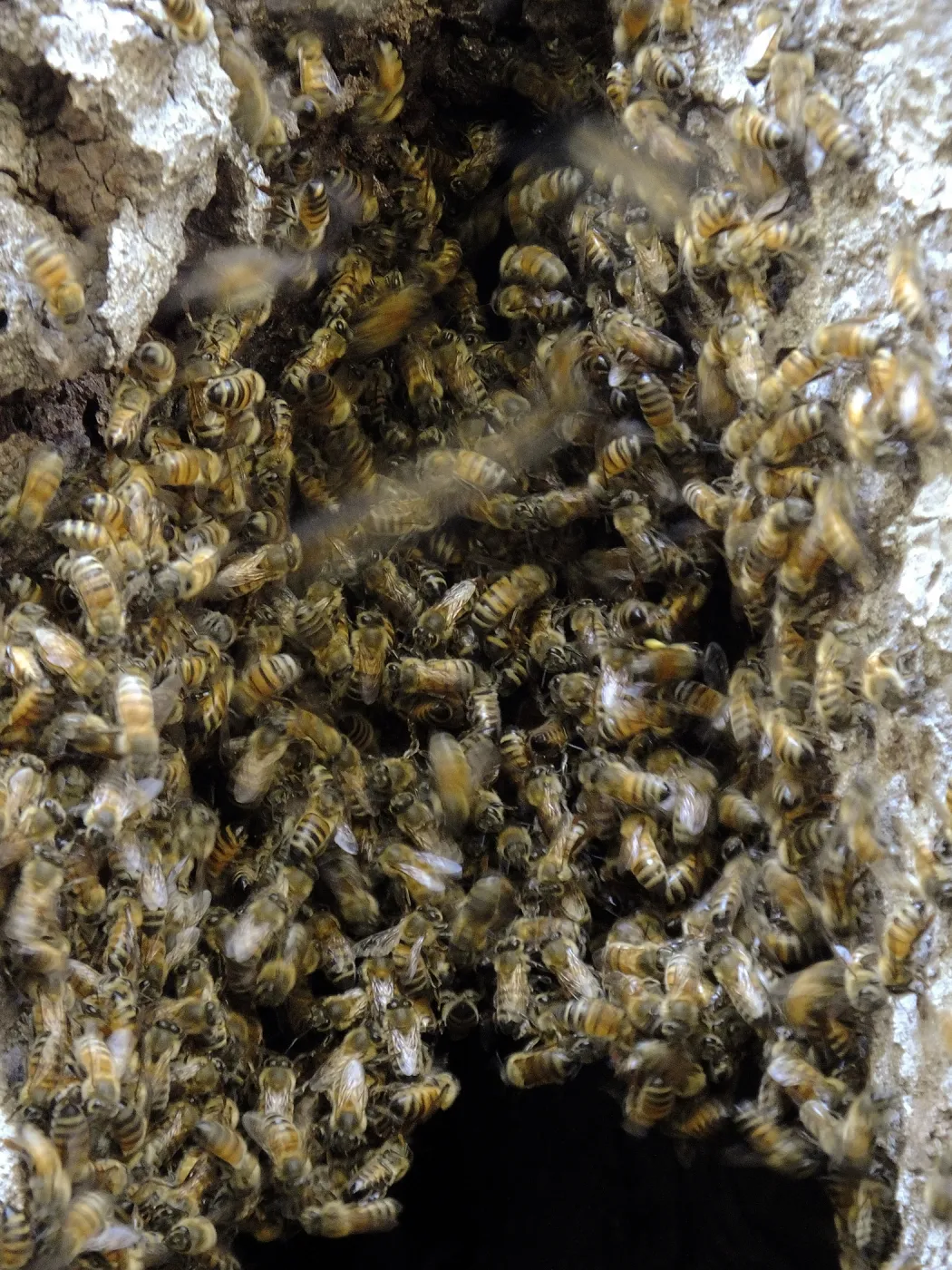 Bee colony returning to oak trunk in Manzanita Section