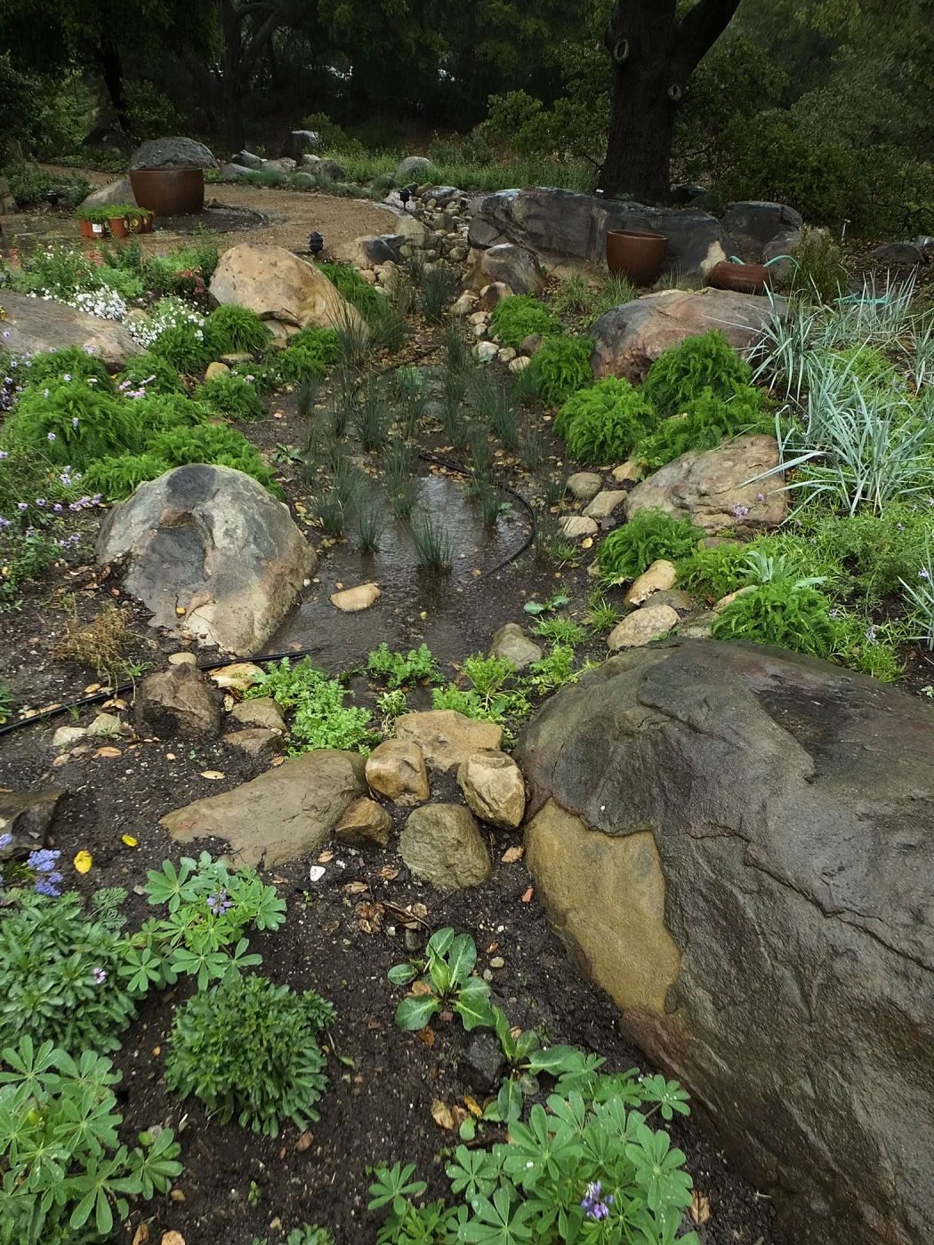 Rainfall collecting in bioswale, Home Demonstration Garden