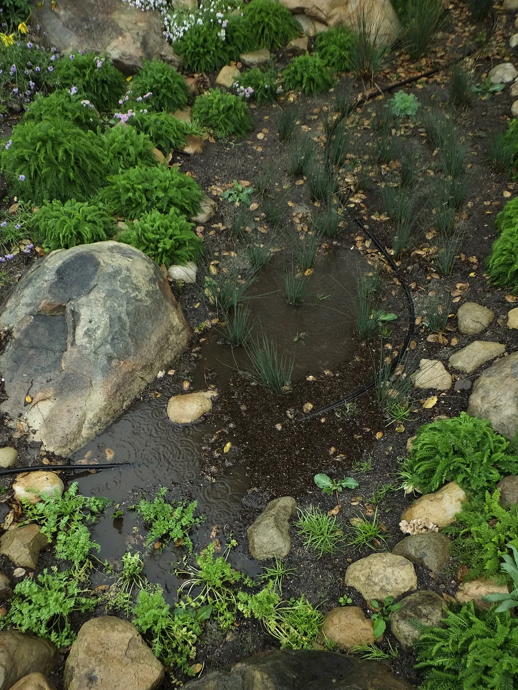 Rainfall collecting in bioswale, Home Demonstration Garden