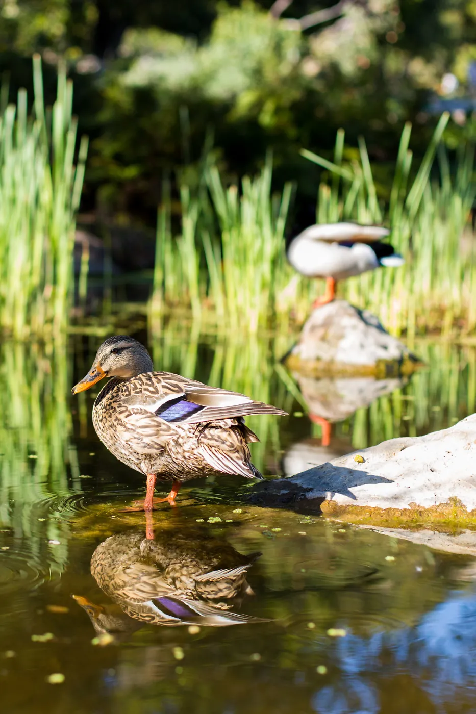 Ducks in pond