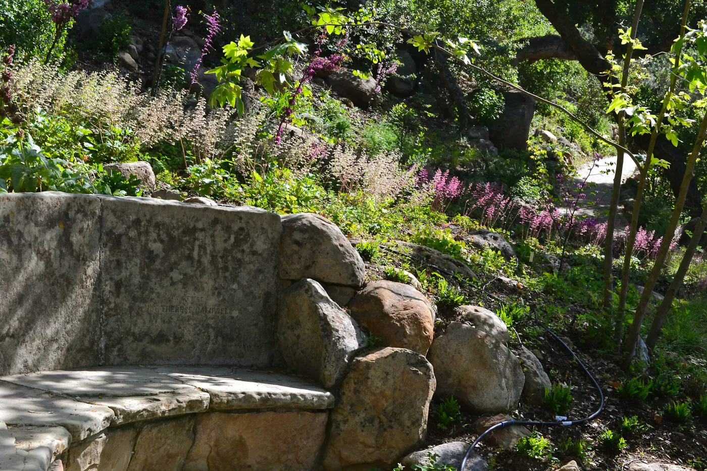 Heuchera frames the Campbell bench in the new Wooded Dell garden