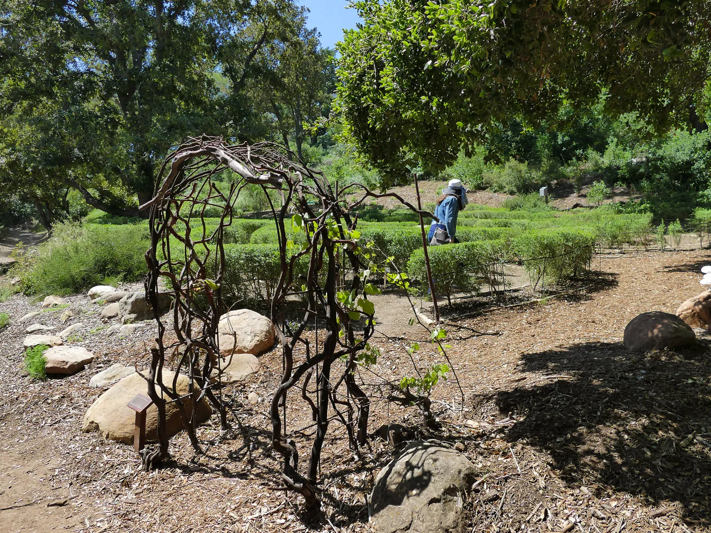 Visitor in Centennial Maze
