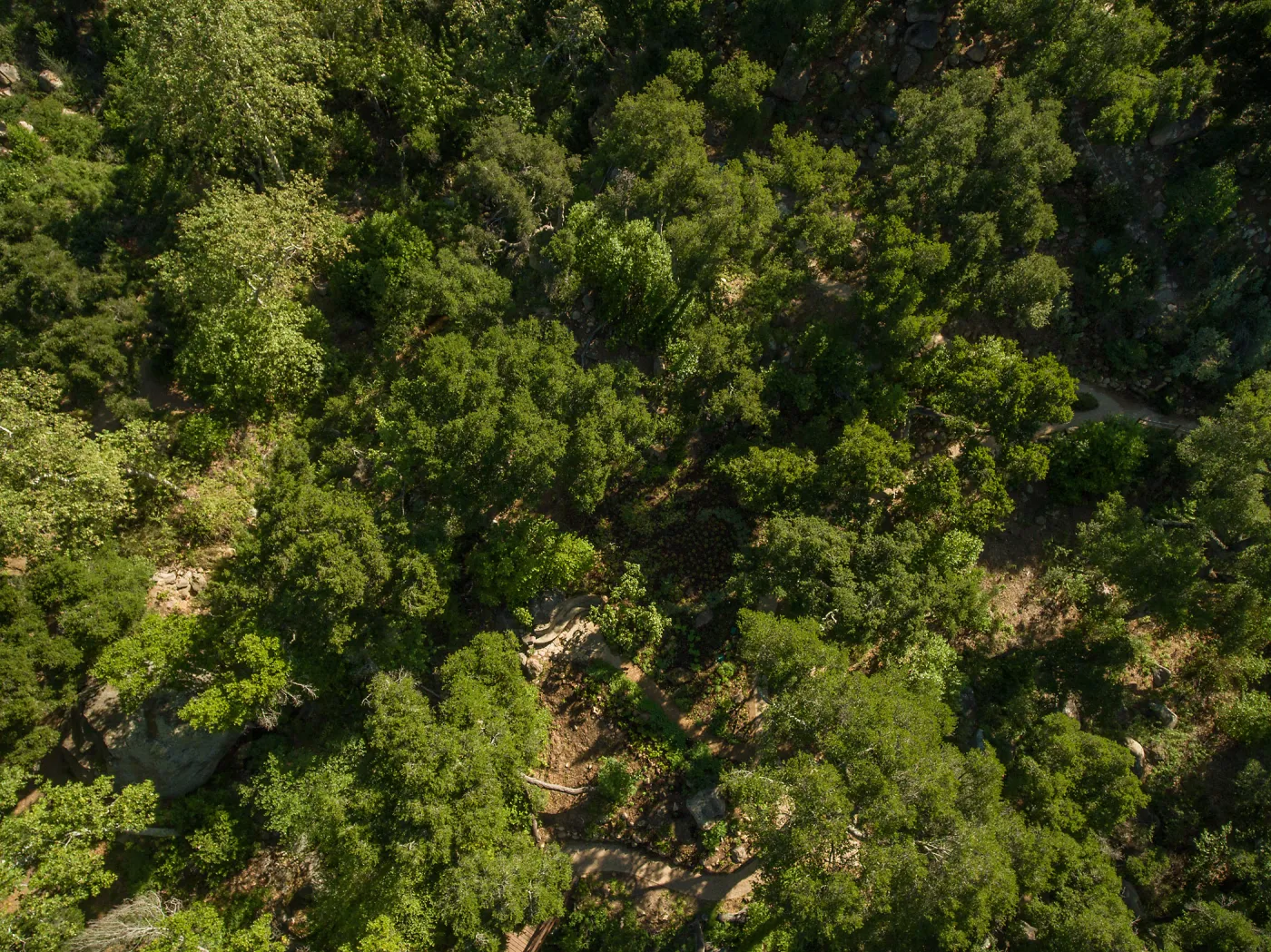 Aerial view of Wooded Dell