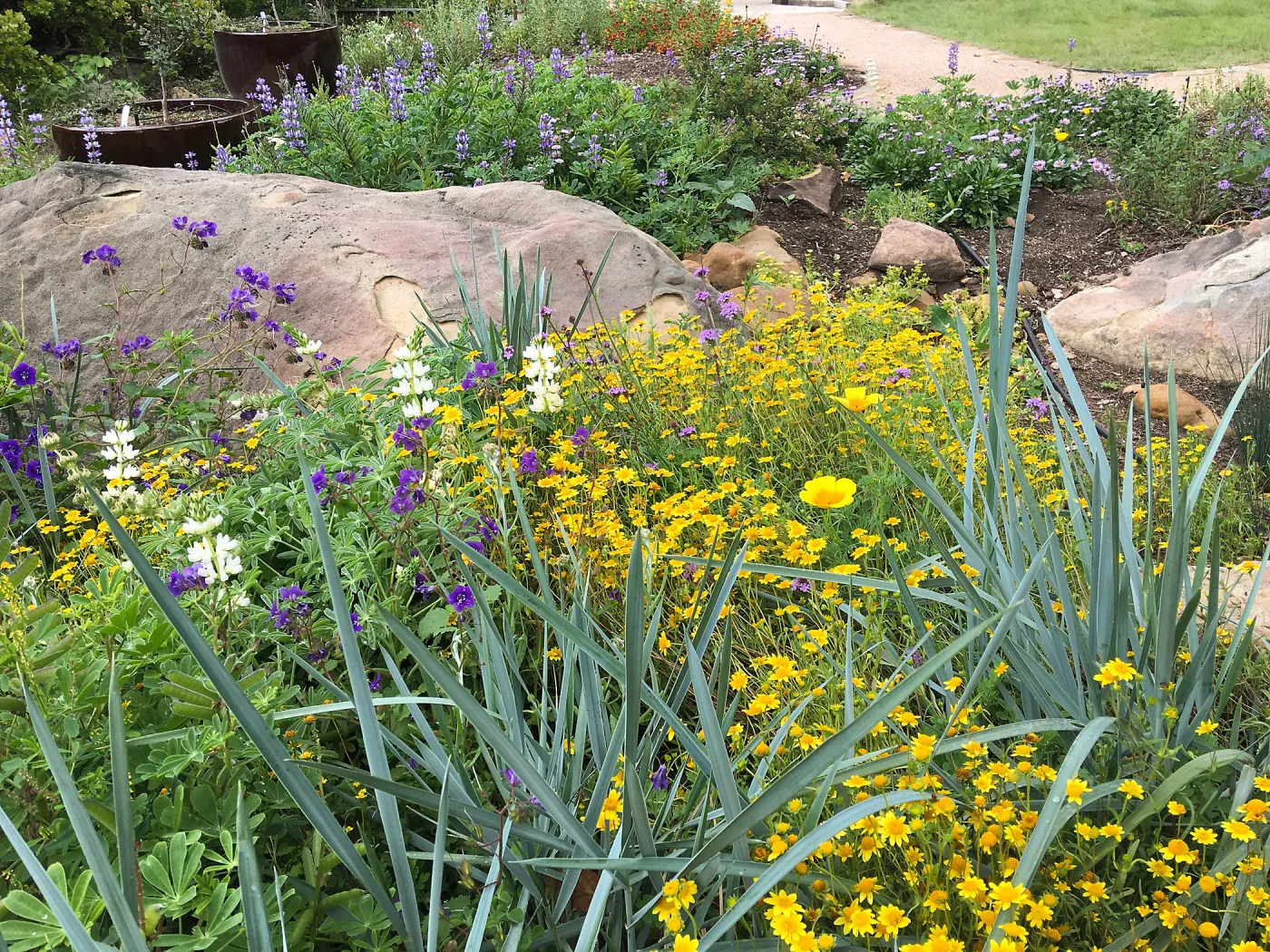 Wildflowers in the Home Demonstration Garden