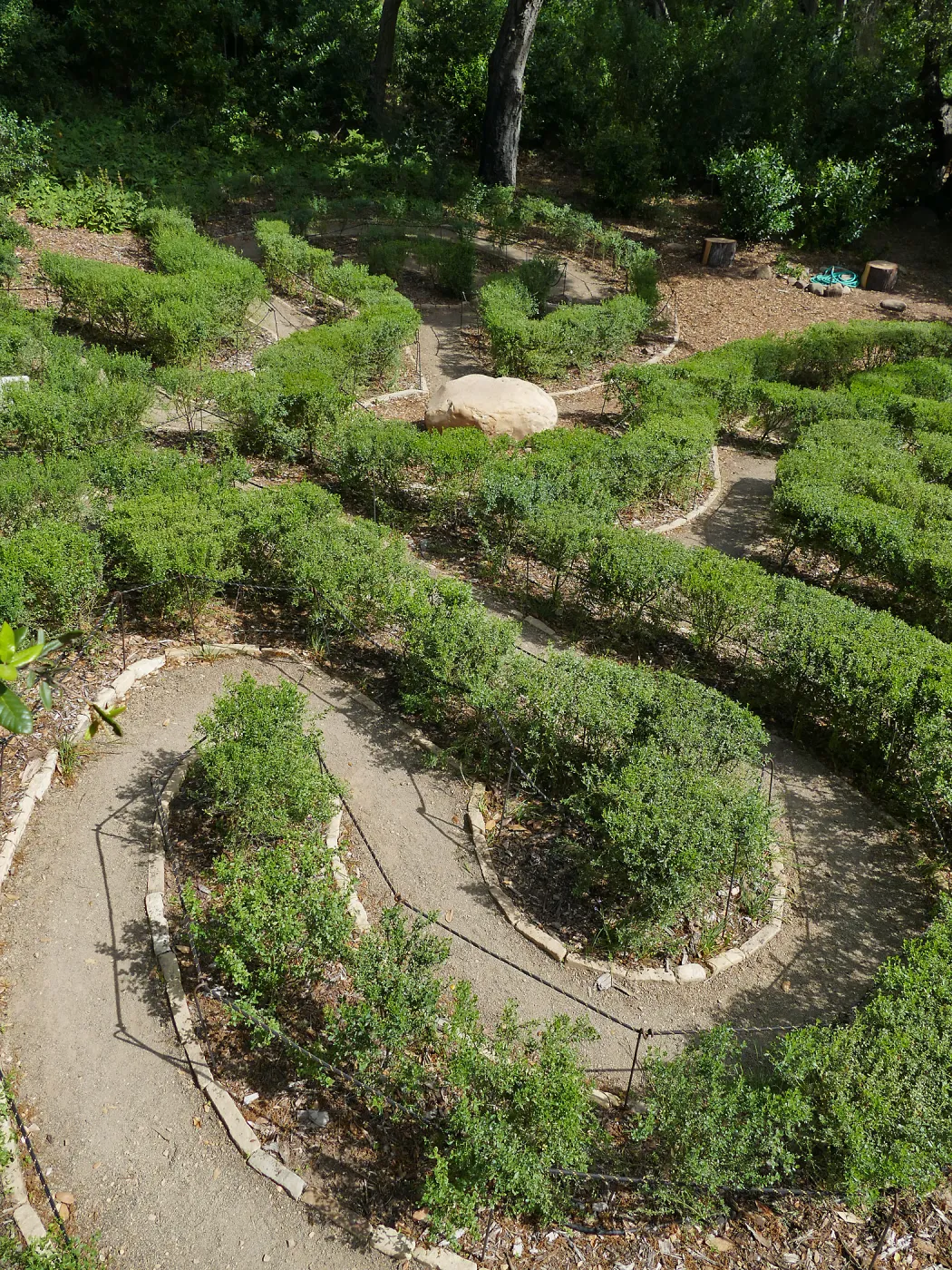 Centennial Maze