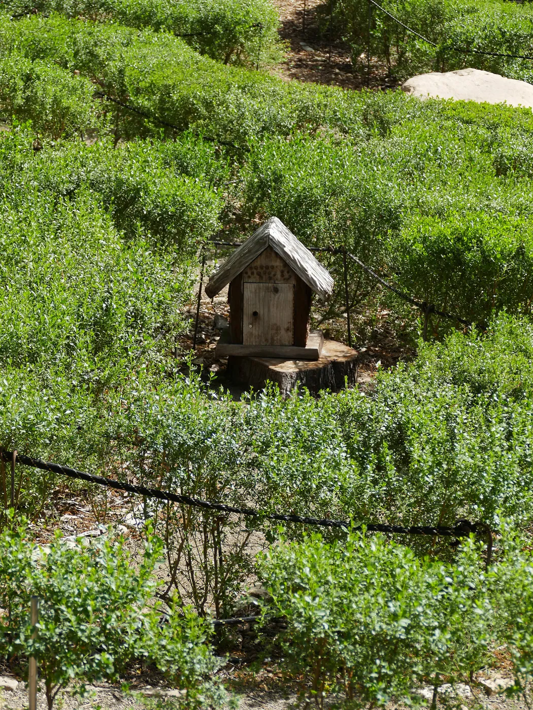 Centennial Maze, Gnome House