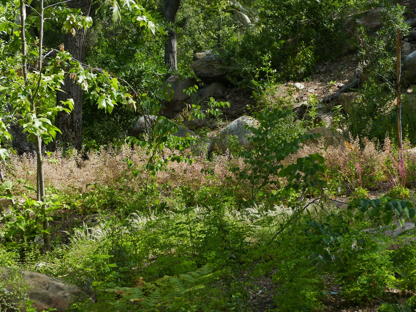 Wooded Dell