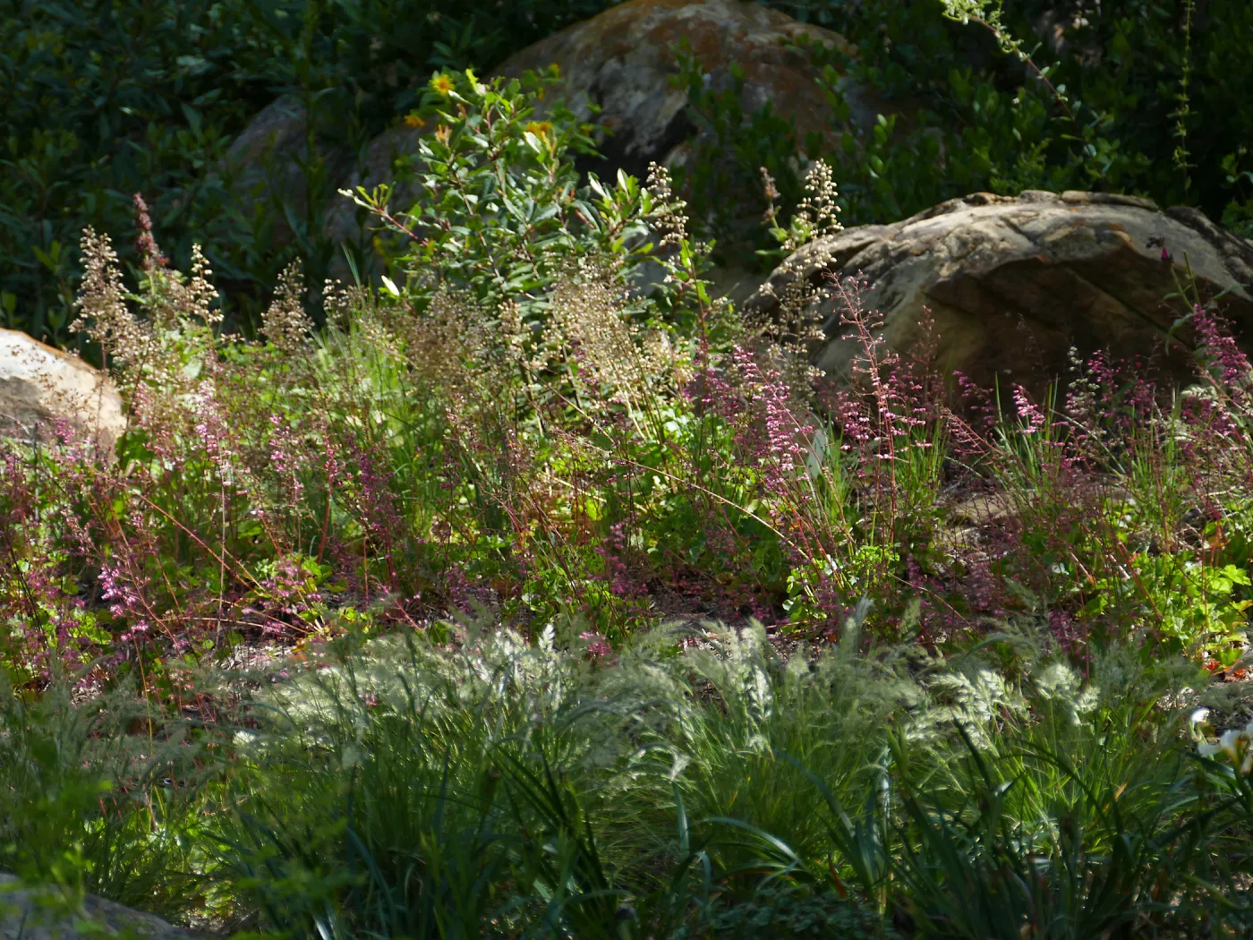 Wooded Dell