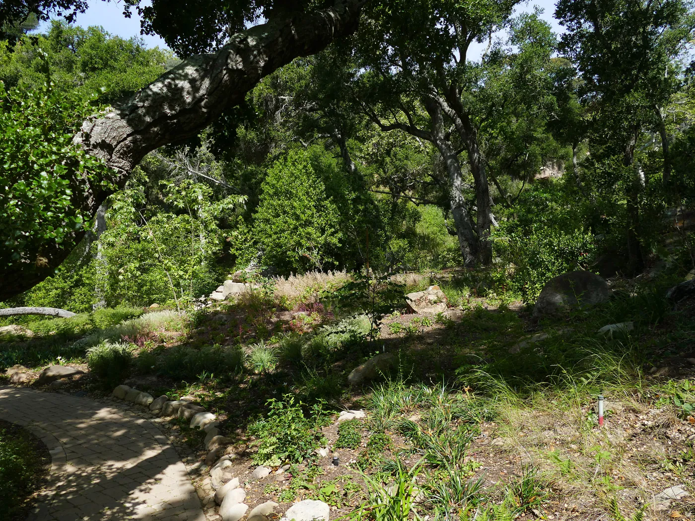Wooded Dell
