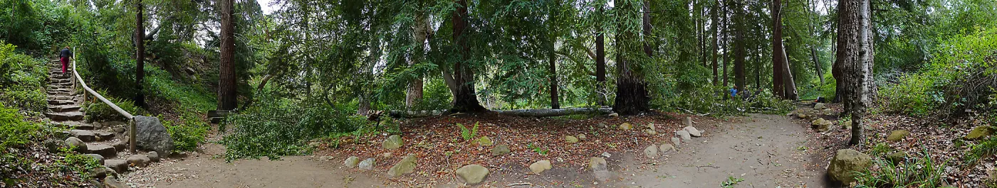Panorama of fallen sycamore branch in the Redwood Section