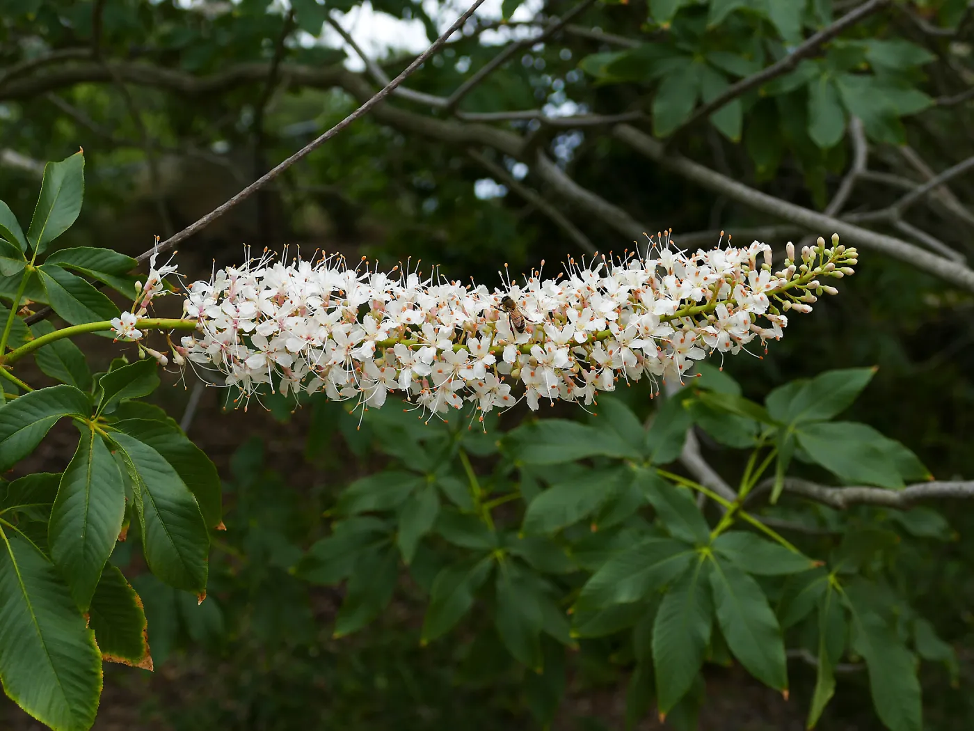 California Buckeye flower
