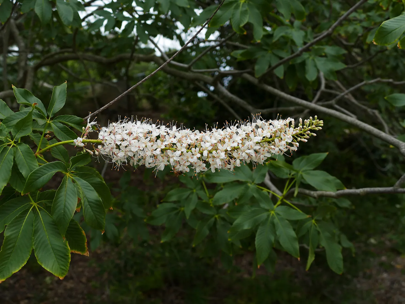 California Buckeye flower