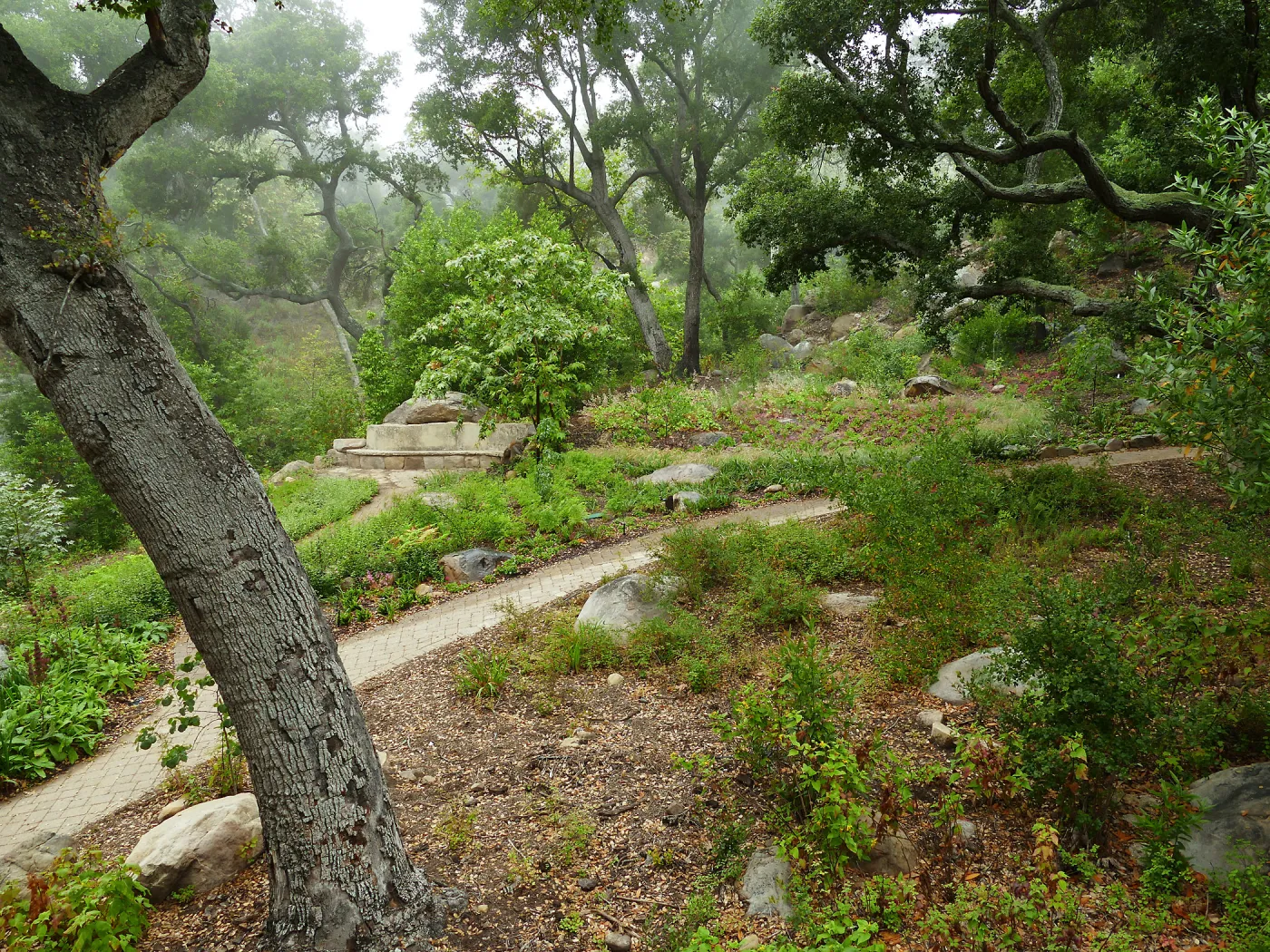 Wooded Dell