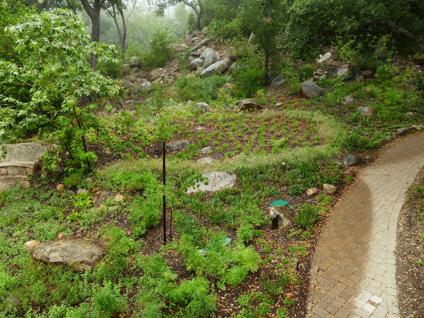 Wooded Dell