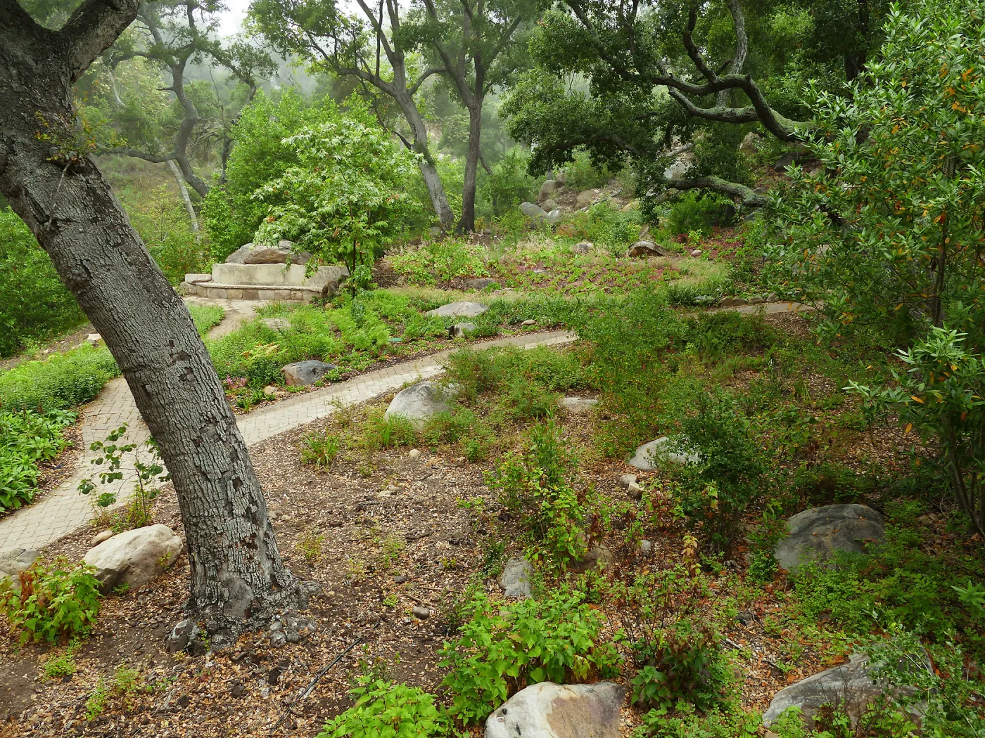 Wooded Dell