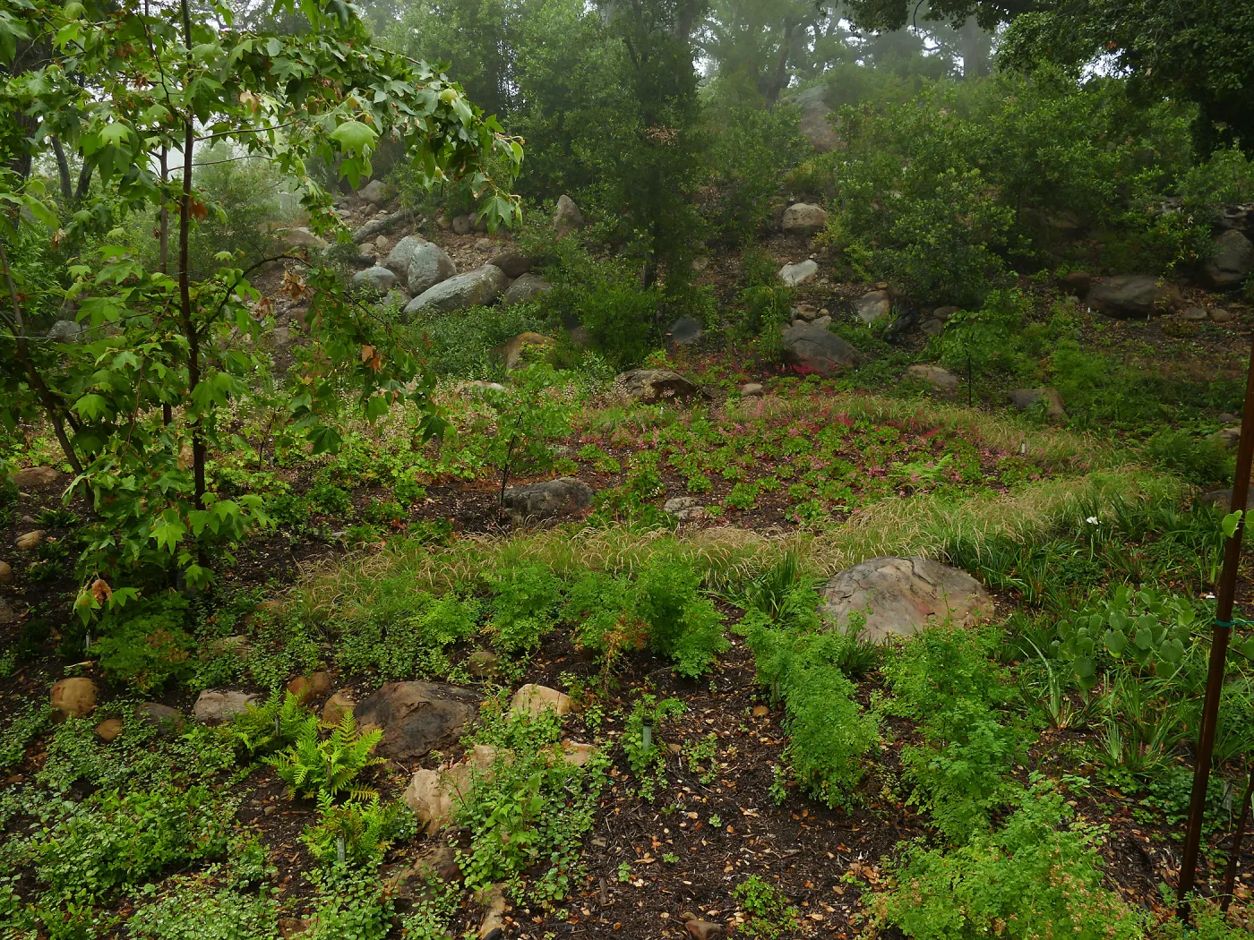 Wooded Dell