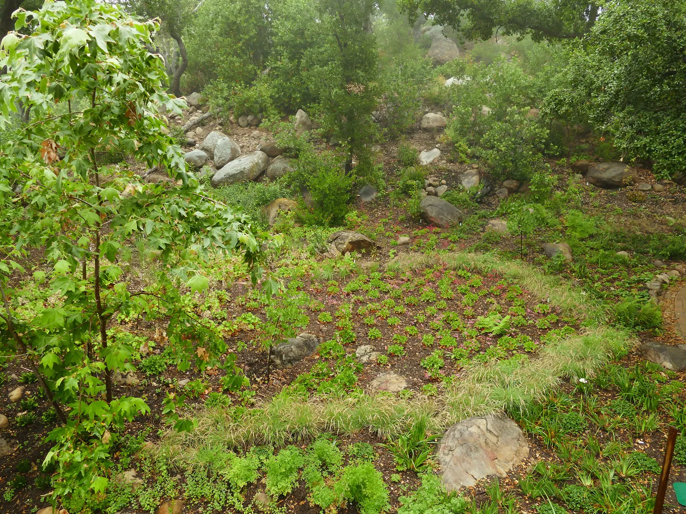 Wooded Dell