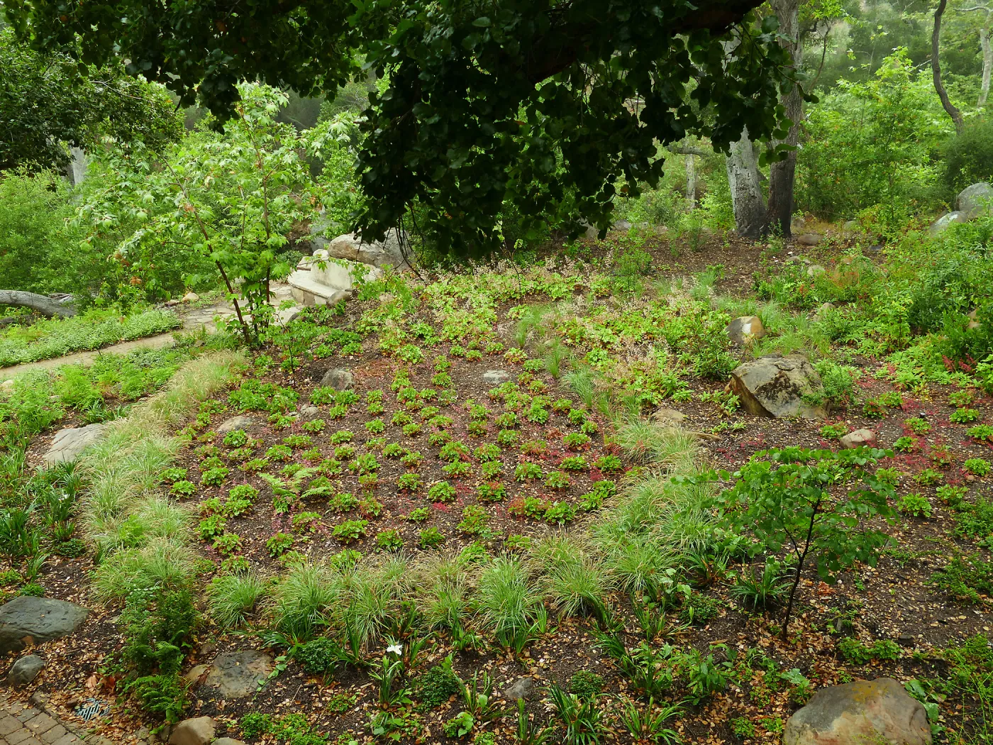 Wooded Dell