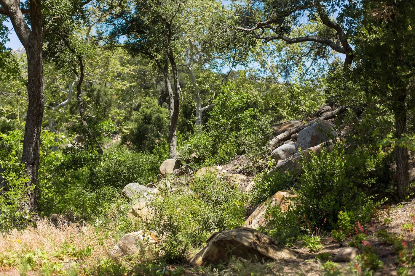 Wooded Dell