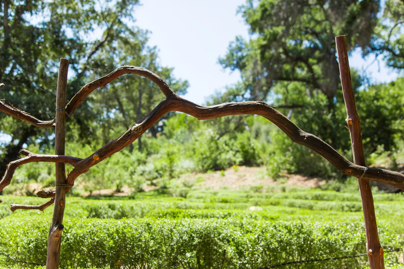 Centennial Maze Entrance