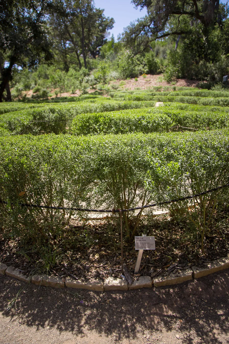 Centennial Maze