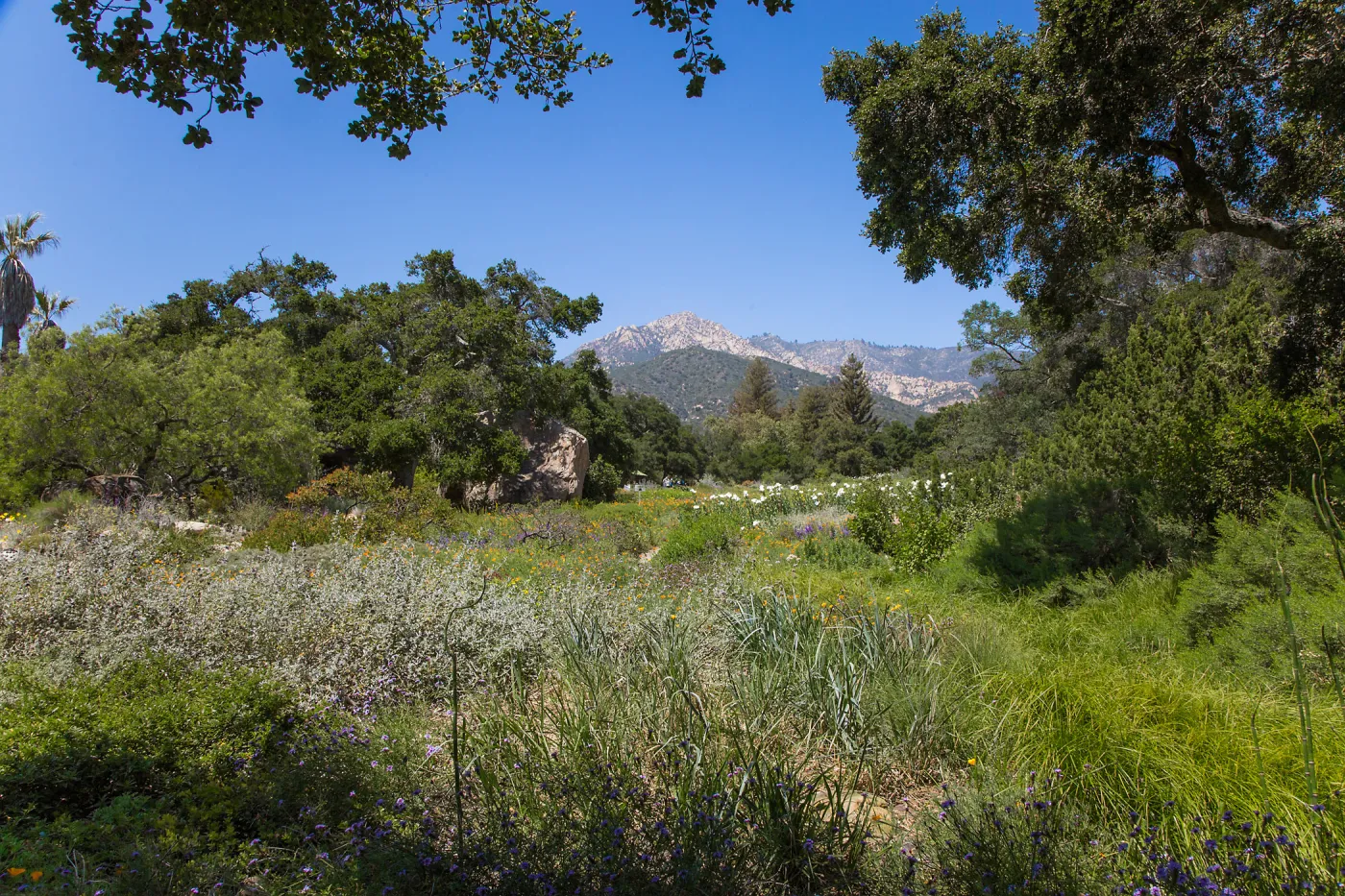 Meadow View
