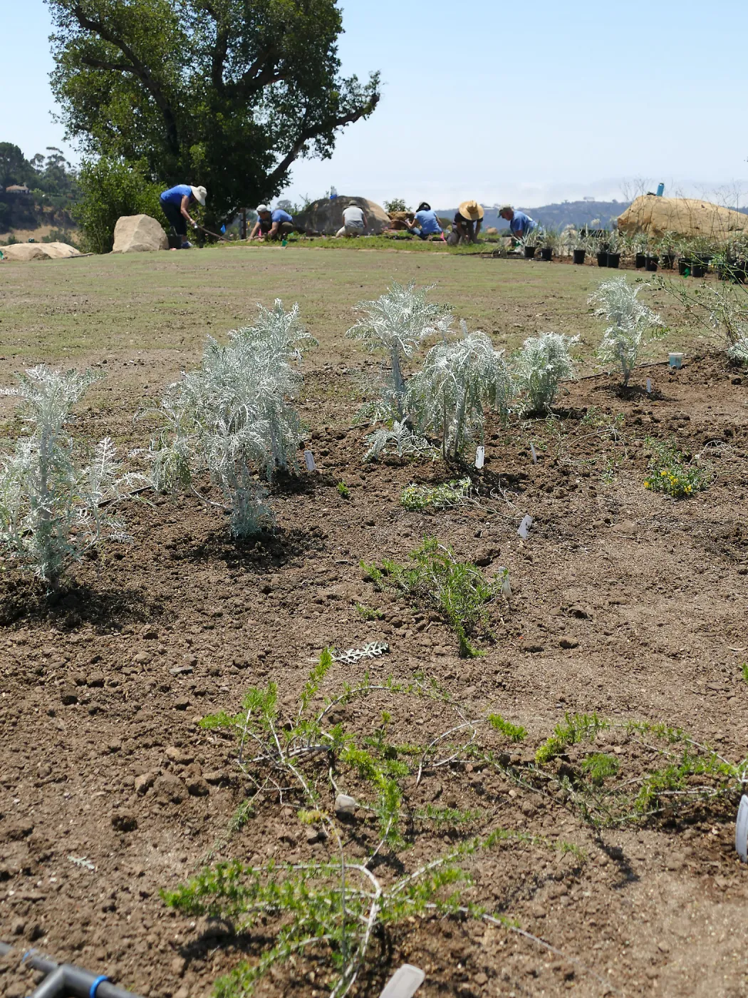 Volunteers and staff planting the new Island View Garden